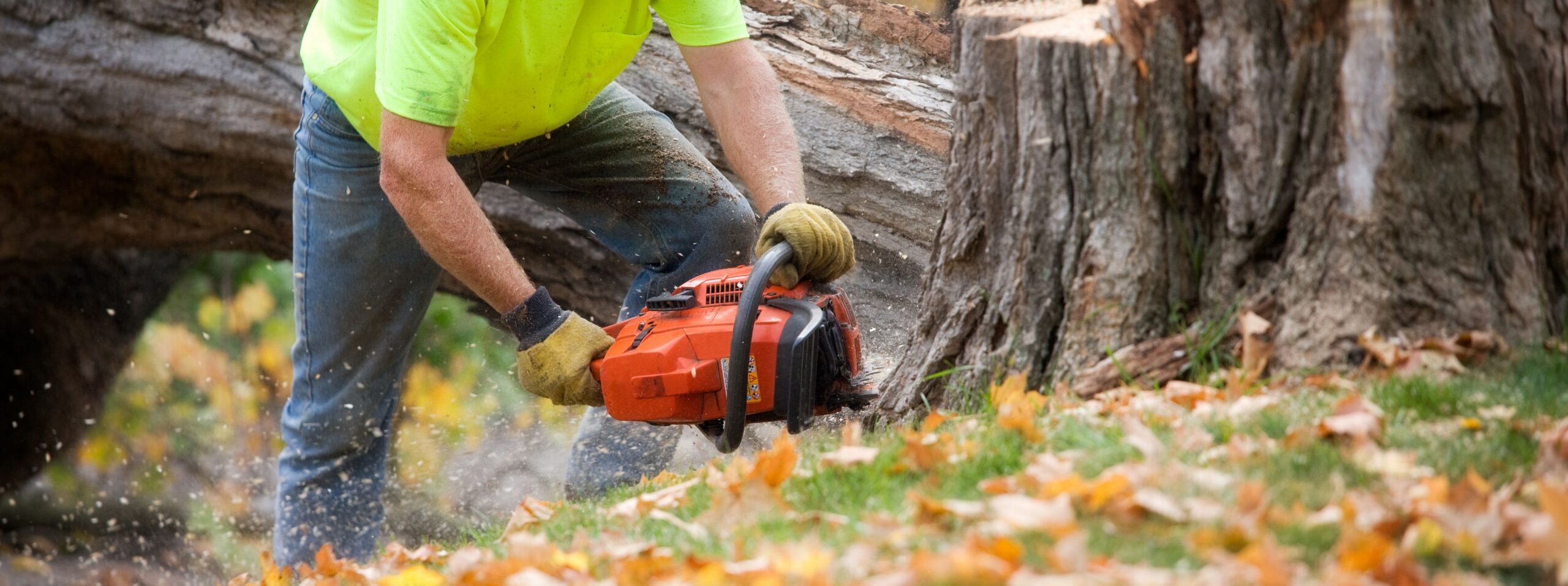 Tree Services